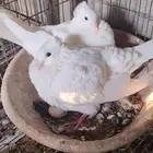 حمام قلاب خضاض