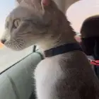 قط بلدي للتبني الاحساء