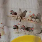 80 زوج زيبرا هولندي إنتاج محلي للبيع