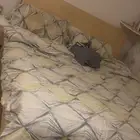 سرير نوم نفرين