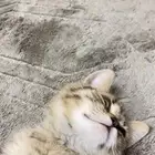 قطة لتبني
