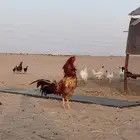 ديك باكستاني