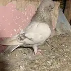 كلين كاكي