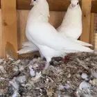 جوز غرنوق