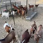 تيوس للبيع