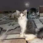 قطط