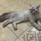 قط للتبني