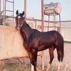 حصان سبوق جدا