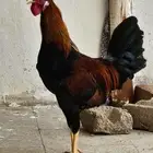 دجاج بلدي