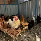 دجاج بلدي بياض ويحضن