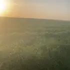برسيم صافي مكتمل الانبات عود وزهر الكميه محدوده