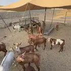 تيوس للبيع ذبايح