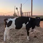 بقر هولندي للبيع