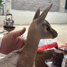 تيس اليف ادمي