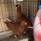للبيع شامي زوج احمر