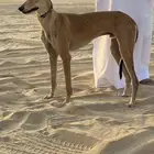 ذيخ العمر 10 شهور. حار جدا  جدا