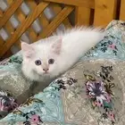 قط ذكر صغير للتبني