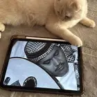 قط سكوتش فولد للبيع