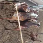 جفار ماعز دهم وبهر تأسيس مراح