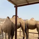 ابل اوارك للبيع جنب