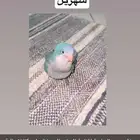 طائر مفقود