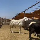 فحل صنف مشروط
