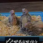 ببغاء كروان للبيع السعر 170