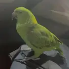 بغبغاء يلوناب بطططل ماشاء الله