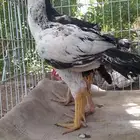 دجاج باكستاني