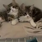 قطط اناث للتبني