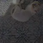 ابها او الخميس