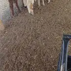 حراج اغنام