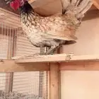 ديك عربي حباحب