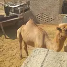 يلملم