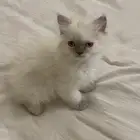 كيتن شيرازي همالايا