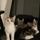 قطط للتبني