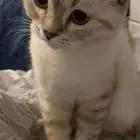 قط انثى سكوتش للتبني مع بنتها