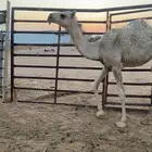 حواره شقح طيبه