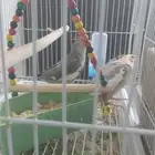 كروان ذكر وأنثى