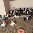 دجاج فيومي بياض
