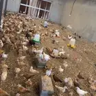 صوص عمر شهر ونص الى شهرين