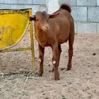 تيس للبيع