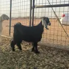 جفره