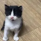 قطط لتبني