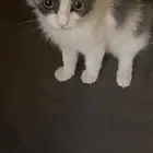 قطاوه لتبني في النرجس