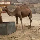 ناقه للبيع