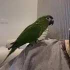 مكاو اليف