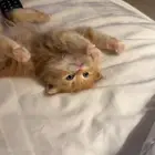 قطط للبيع