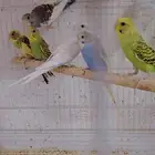 5 أزواج بادجي للبيع جمله من 80الزوج