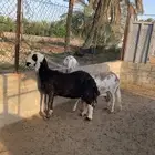 للبيع شياه ساكنيه وهجين نجدي بساكني